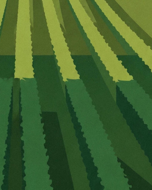 Rows of light and dark green vines crossed by broad shadows