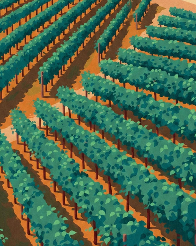 Les rangs de vigne vert profond en quinconce sur la terre ocre, au soleil