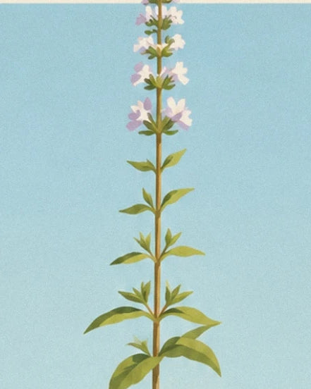 L'épi de petites fleurs lilas de la verveine, dressé sur un ciel bleu clair