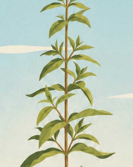 La tige de verveine citronnelle et ses feuilles fines, sous un ciel bleu pâle