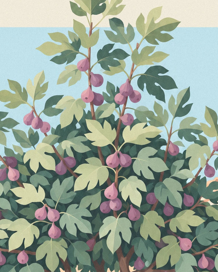 Poster Feigenbaum voller violetter Feigen in einem Steinhof: Detail in Nahaufnahme