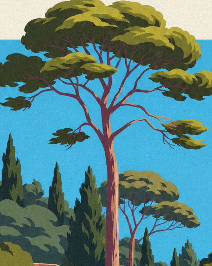 A large umbrella pine with branches spread against the blue sky, among the cypresses