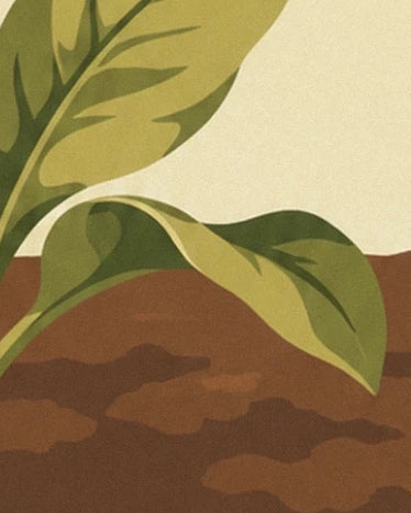 The olive-green leaves with dark veins above shaded brown ground