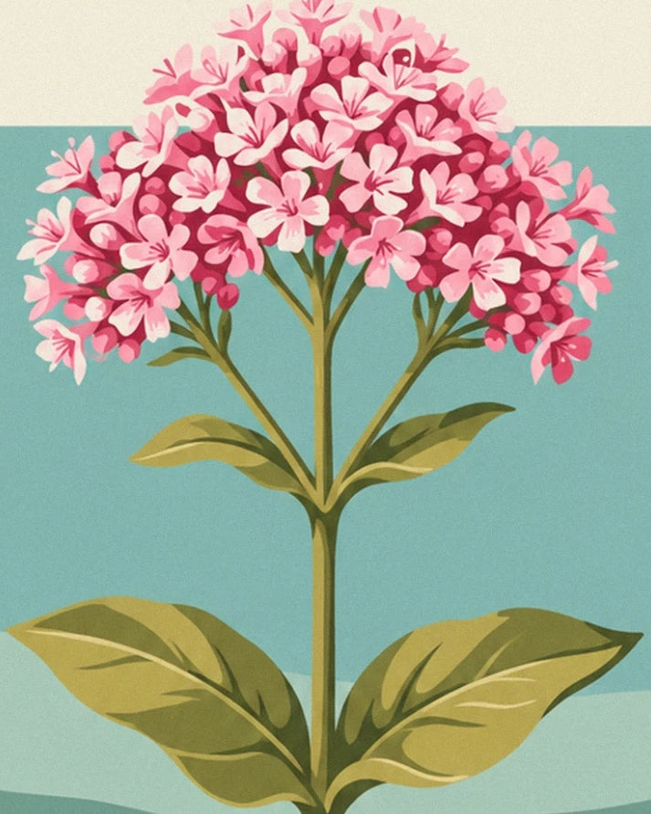 The clusters of pink valerian flowers at the tops of leafy stems