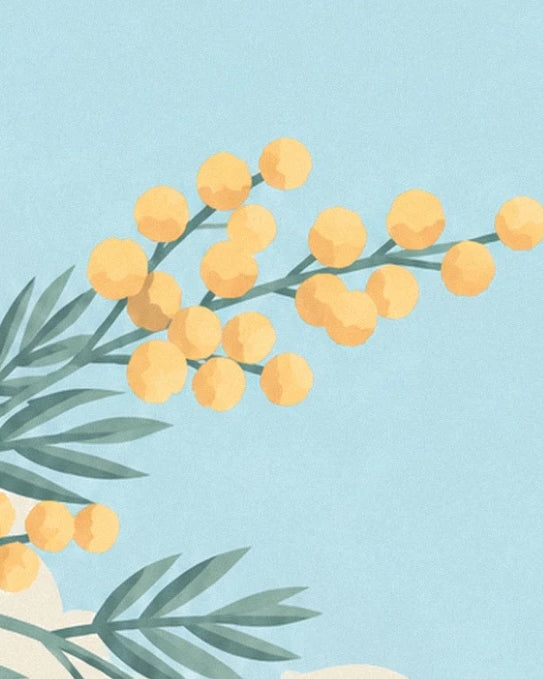 The yellow mimosa pom-poms and their slender leaves against a light blue background