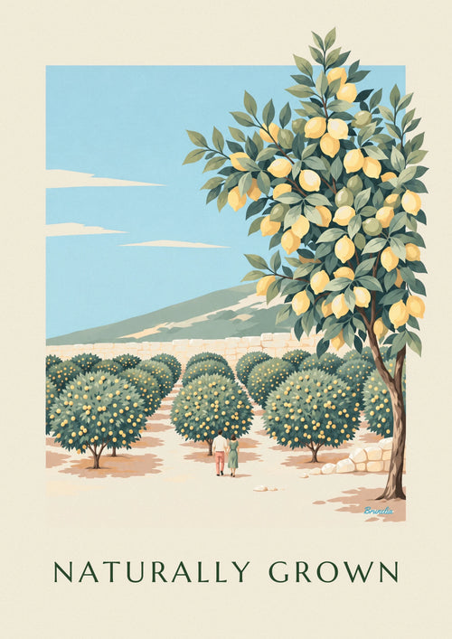 Affiche citronneraie bio en terrasses au bord de la mer : l'affiche entière