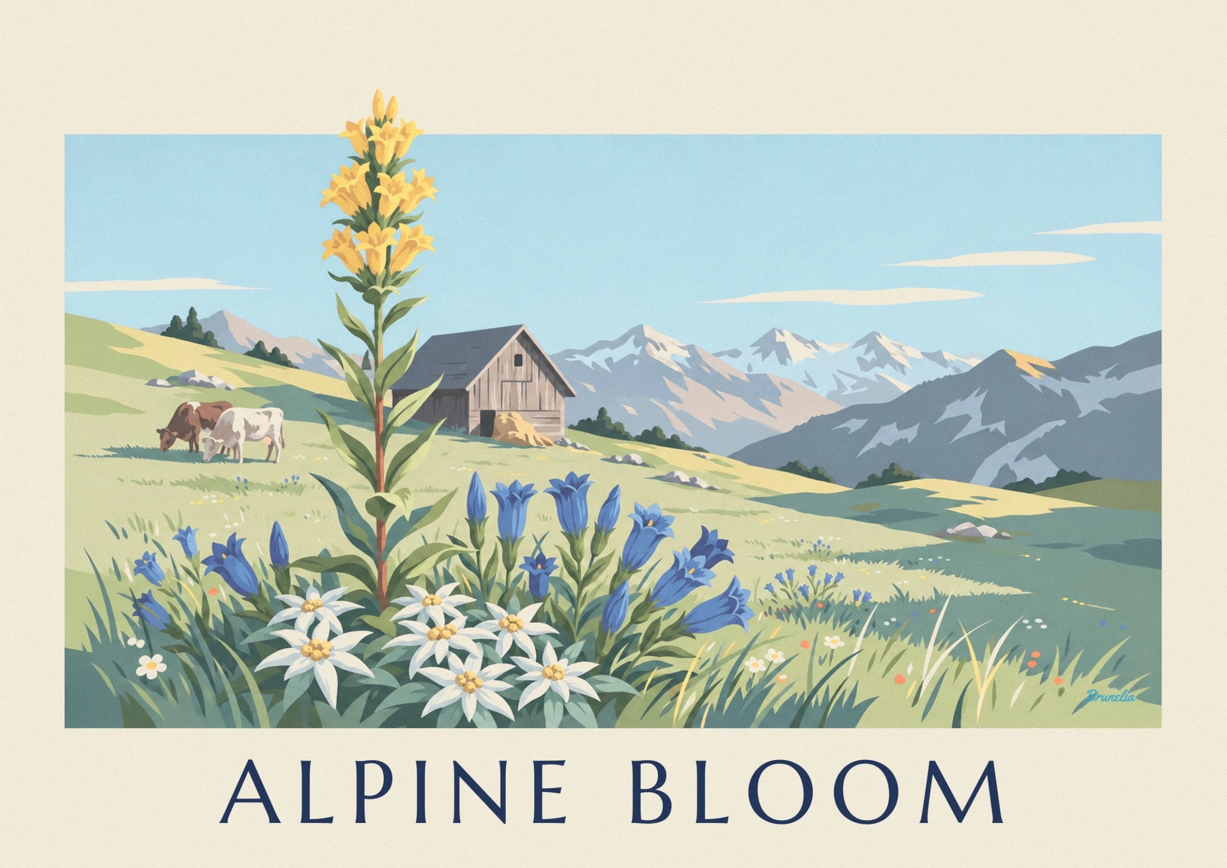 White edelweiss with golden centres and blue gentians in front of the chalet