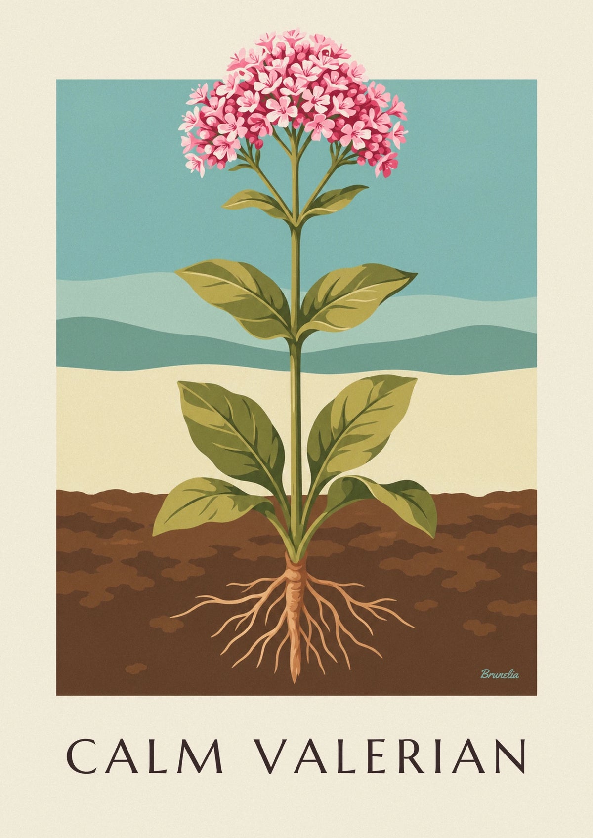 Affiche valériane officinale plante médicinale